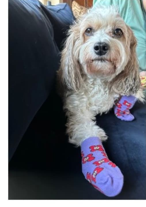 Pet Concierge.